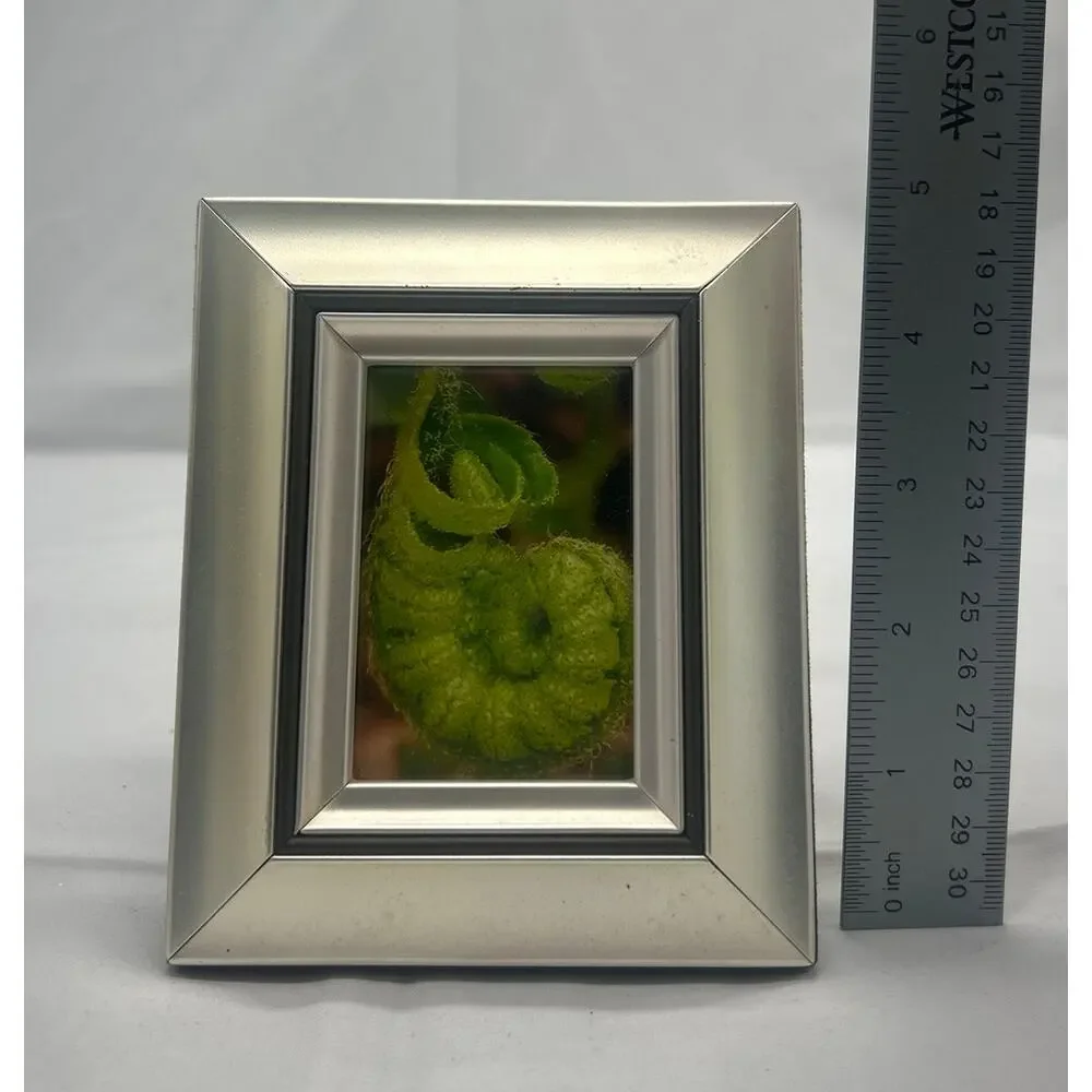 Original Fiddlehead Fern Macro Photo 4x6 Silver Tone Frame Botanical Art
